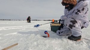 Рыбалка на щуку и окуня в окрестностях Нового Уренгоя ЯНАО