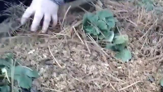 Ремонтантная КЛУБНИКА АЛЬБИОН отзывы, укрываем на зиму смотреть онлайн