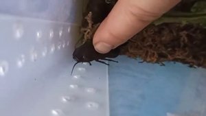 Мадагаскарские тараканы ШИПЯТ!