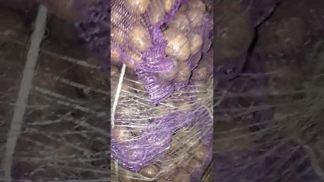 Картофель Гала брянск смотреть онлайн