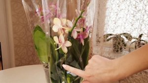 Орхомания!!! Покупаю орхидеи Лиодора)))