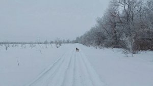 Урок 5 "Стоп" - Команда остановки охотничьей легавой собаки