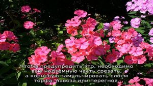 Размножение флоксов черенками летом