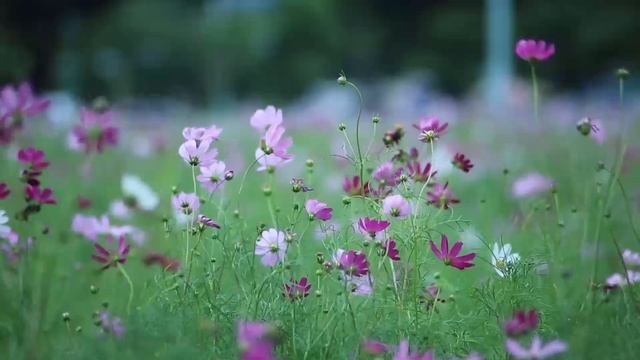 Музыка для хорошего ночного сна. Попробуйте послушать 5 минут, и вы сразу же заснете. смотреть онлайн