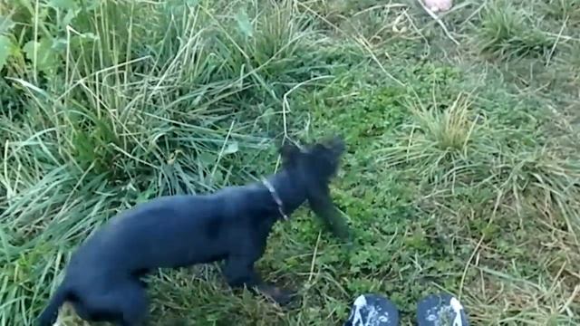 Такса и лягушка. Приколы, видео с животными. Собака смотреть онлайн