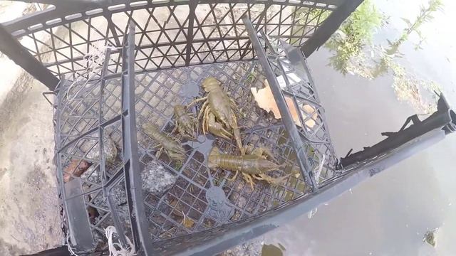 Самодельная раколовка за 5 минут РАБОТАЕТ(Бюджетная Раколовка) смотреть онлайн