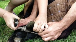 Вросший в голову рог у козла.