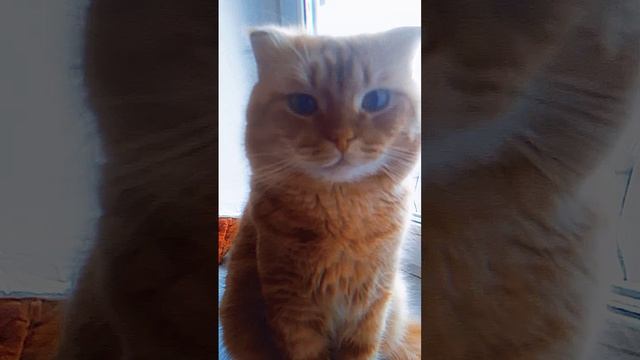 #Приколы#Кот#Юмор#Собака#Смехдослез#Jokes#Cat#Humor#Dog#Laughing tears