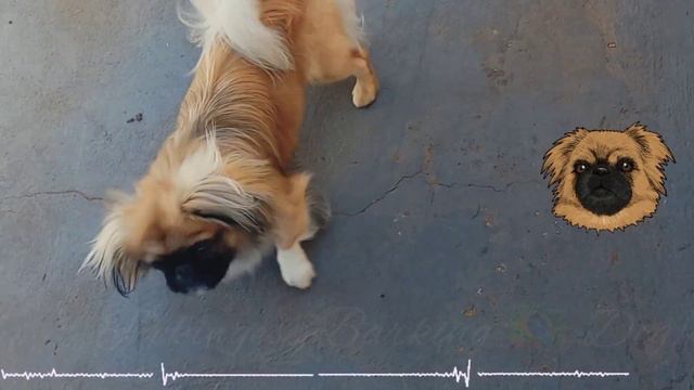 Pekingese Barking [ THE PEKE'S ] Angry dogs Barking [2022] смотреть онлайн