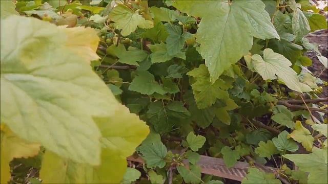 Лучшая подкормка смородины, чем подкормить смородину для хорошего урожая