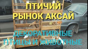 Птичий рынок Аксай. Декоративные птицы и животные.