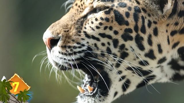 14 BIGGEST Cats in the World