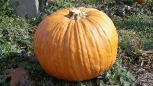 ВЫРАЩИВАНИЕ ТЫКВЫ В ОТКРЫТОМ ГРУНТЕ