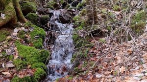 Forest River. Beautiful Mountain River Flowing Sound. Relaxing Nature Sounds/ Sleep