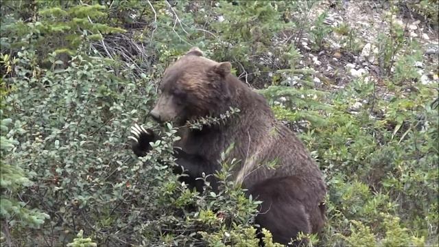 Sony HX100V - Grizzly bear wanders around and finds a snack смотреть онлайн