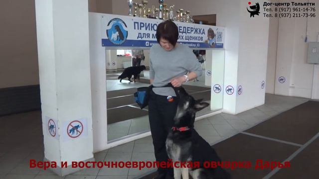 Вера и восточноевропейская овчарка Дарья. Занятие в группе (общий курс дрессировки). смотреть онлайн