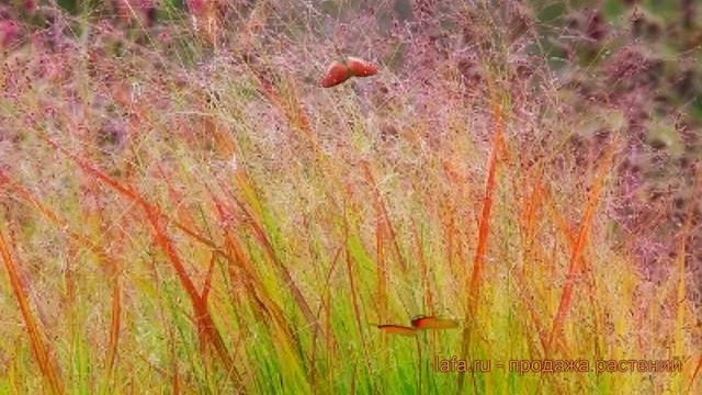 Просо прутьевидное Ротштральбуш (rotstrahlbusch) ? обзор: как сажать, саженцы проса Ротштральбуш смотреть онлайн