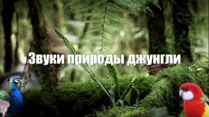 Видео 1 час Джунгли. Пение птиц, шум реки в дикой природе для отдыха, медитации и релаксации