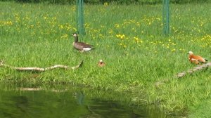 Мандаринки , огари, казарки в парке "Ораниенбаум".