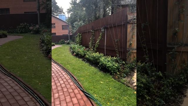 Озеленение забора с соседом DIY #садсвоимируками #СадСвоимиРуками #садоводство