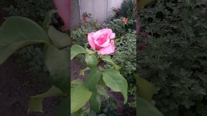 Троянда Парфюм де Ліберті rosa Parfum de Liberte