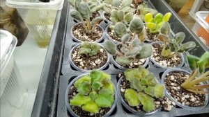 Обзор моих стеллажей ??? Переукорененные фиалки в конце января и в начале марта