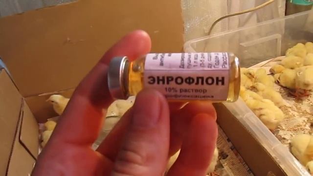 Кормление и пропой цыплят в первые дни жизни (броллеров и несушек) смотреть онлайн