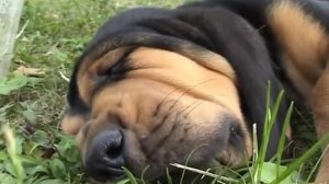 Bloodhound puppies - Part 5