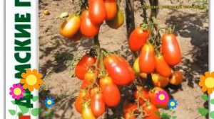 Томат Дамские пальчики. Краткий обзор, описание характеристик solanum lycopersicum Damskie palchiki