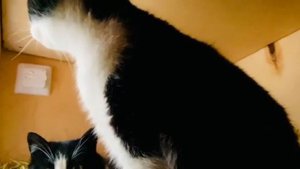 Уличный домик для кошек с тёплыми полами.