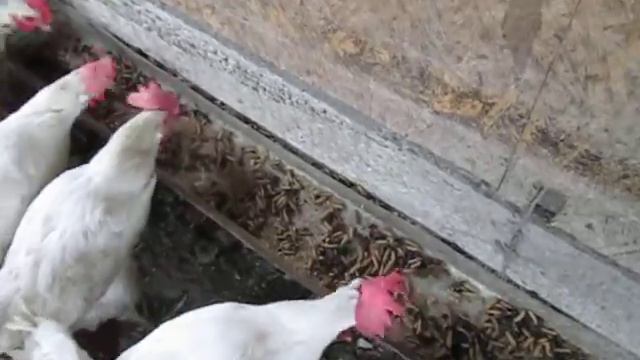 БГВ 1 Чёрная Львинка для кур смотреть онлайн