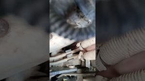 замена термостата Грейт Вул сафе