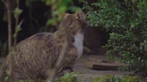 Почему кошка царапает ваше кресло ІІ Как отучить кошку делать пакости ІІ Воспитание кошек ІІ