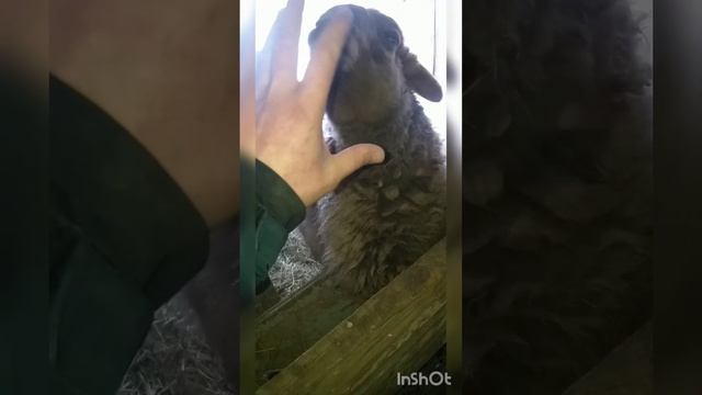 деревенский ВЛОГ, мое хозяйство