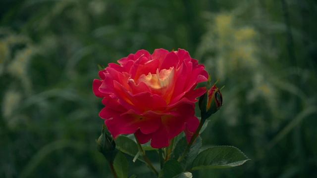 Розы в моем саду летом. смотреть онлайн