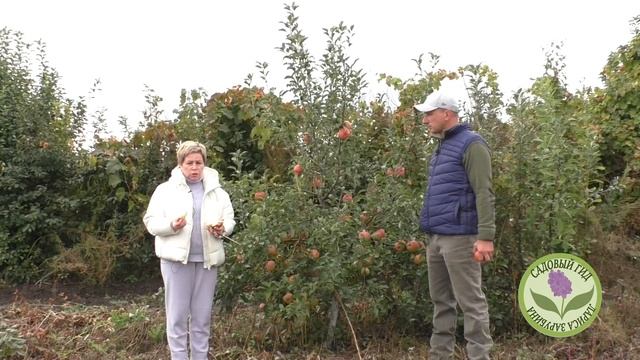 ВЫБИРАЕМ ЛУЧШИЕ СОРТА ЯБЛОНЬ И ГРУШ!
