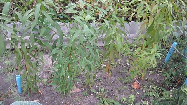 Как вырастить дерево персика из косточки! Полезные советы от огородника любителя! Результат на лицо смотреть онлайн