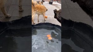 Развлечение Фунтика ☺️