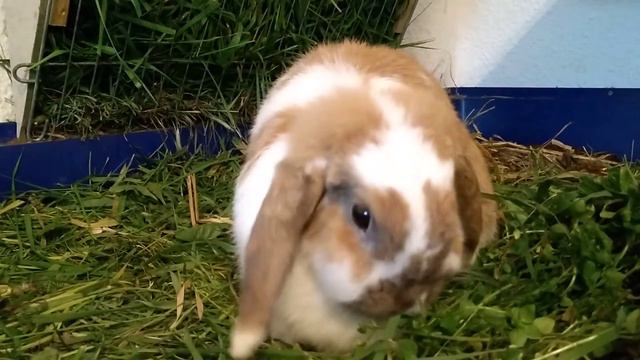 Kaninchen Schnupfen - Kräuter die meinen Kaninchen bei chronischem Schnupfen helfen смотреть онлайн