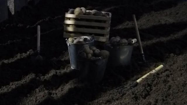 Неизвестный сорт белорусской картошки в моём огороде? смотреть онлайн