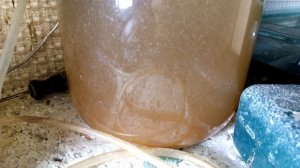 Разведение Скалярий от А до Я.