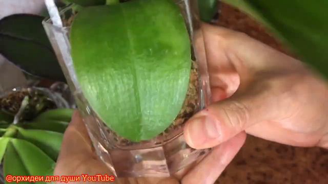 167)🔴СЕЗОН ПОСЫЛОК С ОРХИДЕЯМИ ЗАКРЫТ/Муж сказал: ✔ИРА ОСТАНОВИСЬ ПО ХОРОШЕМУ✔ смотреть онлайн