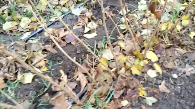 Копаем саженцы смородины Биг Бен смотреть онлайн