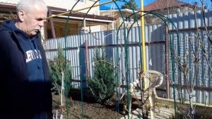 Карликовая груша. Выращивание и уход. Анапа