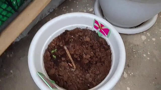 Сад на балконе на 26 мая 2023.
