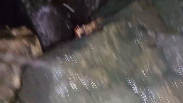 Оманский залив.Дерзкие 🦀