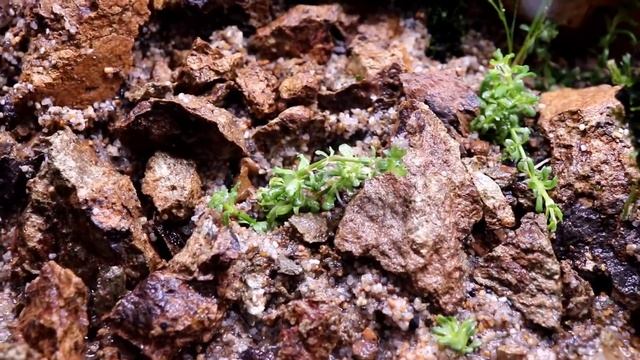 The "Little Star" Plant - Pogostemon helferi смотреть онлайн