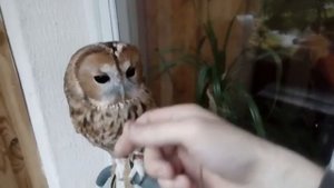 Обыкновенная неясыть Сёва