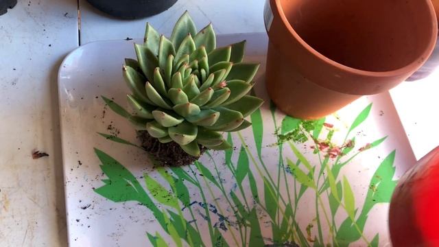 Our ECHEVERIA AGAVOIDES Collection: With plant name, care and guide смотреть онлайн