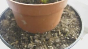 Ремонтантная клубника на подоконнике